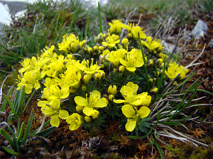 Draba aizoides